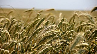 Russland und Ukraine mit Rekord-Getreideexporten